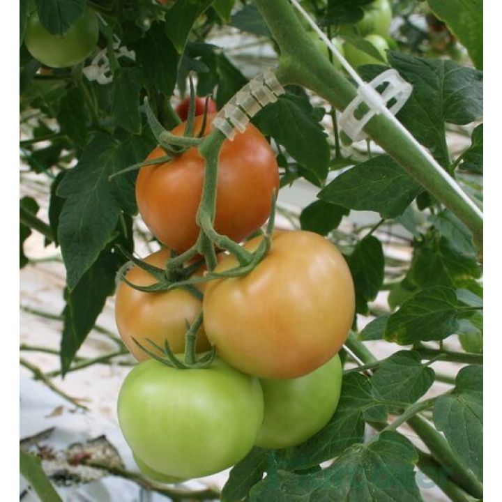 Arc flexibil pentru tomate
