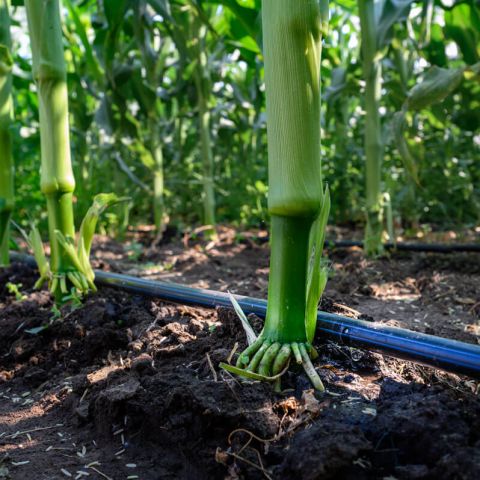 BANDA DE IRIGARE PRIN PICURARE PENTRU PORUMB