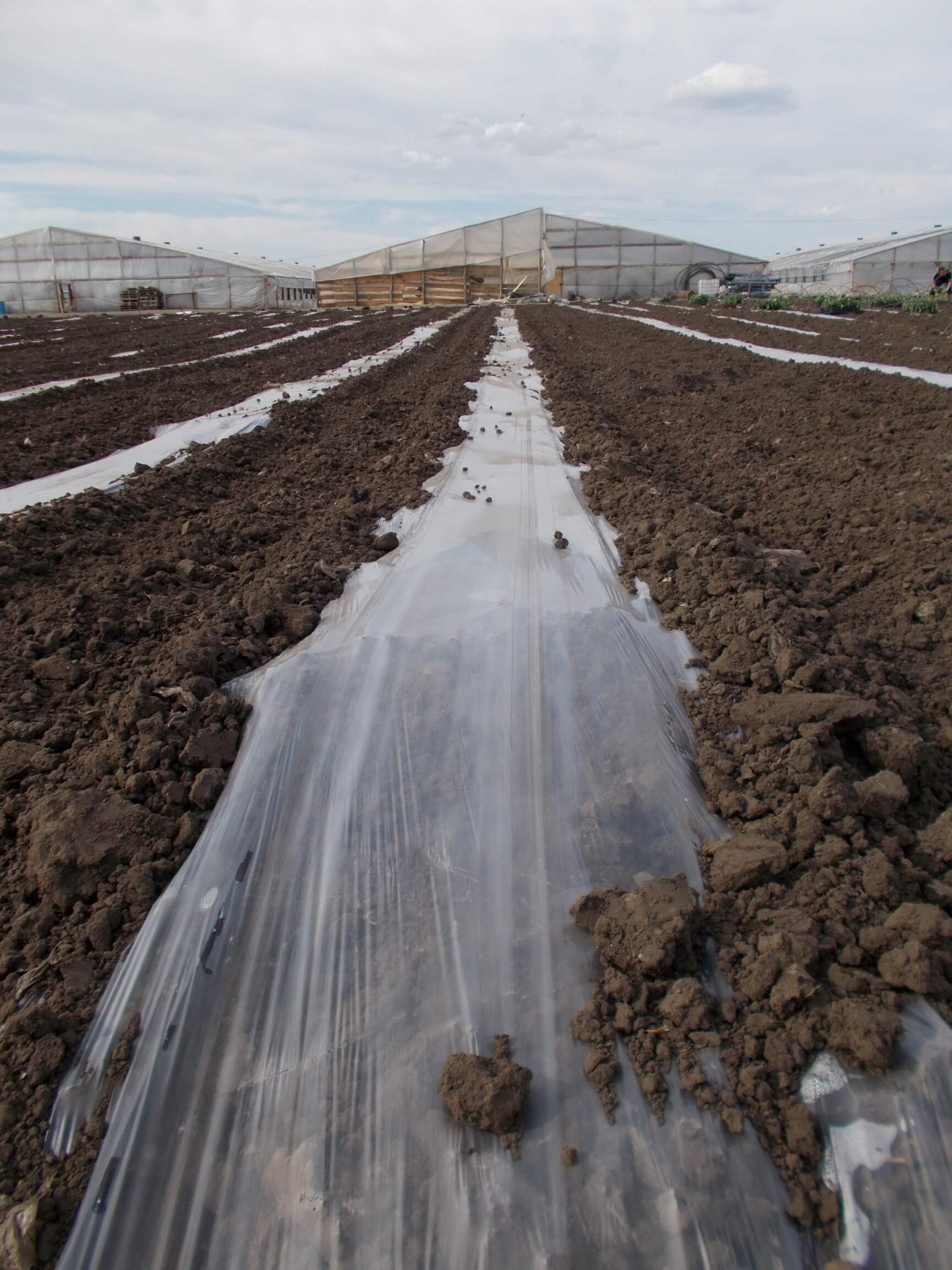 Folie alba transparenta de mulcire si tunel