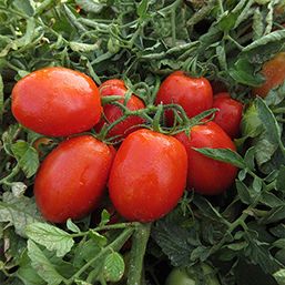 DOBLER F1 (ISI 25033)