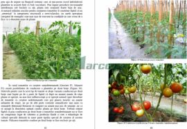 Verigi tehnologice la cultura de tomate timpurii: palisarea