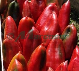 URECHE DE ELEFANT (SLONOVO UVO)