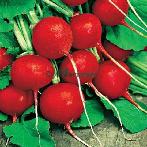 CHERRY BELLE