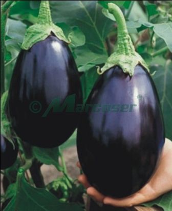 BLACK BEAUTY