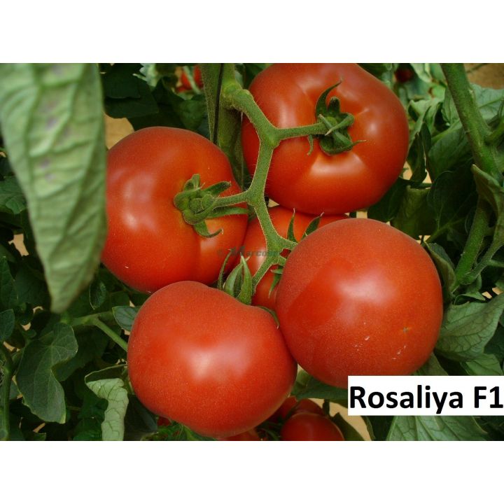ROSALIYA F1 - 3