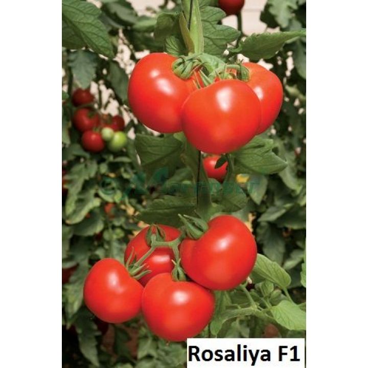 ROSALIYA F1 - 6